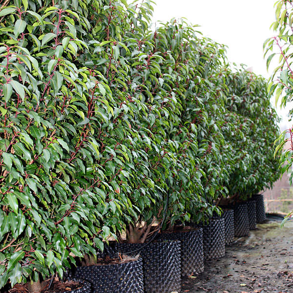 Prunus lusitanica 'Myrtifolia' (Hedging)