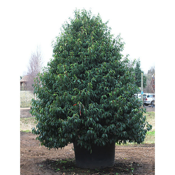 Prunus lusitanica
