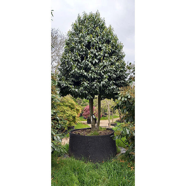 Prunus lusitanica