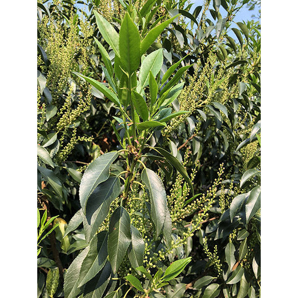 Prunus lusitanica
