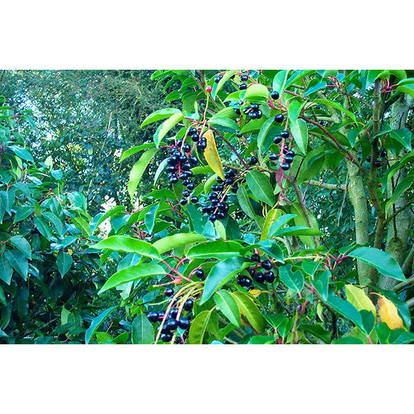 Prunus lusitanica