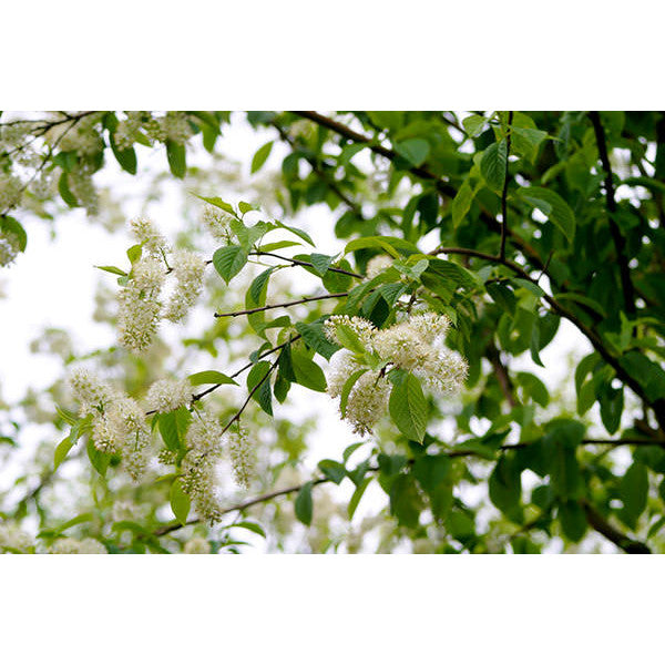 Prunus maackii 'Amber Beauty'