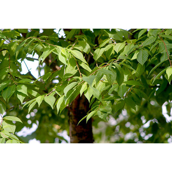 Prunus maackii 'Amber Beauty'