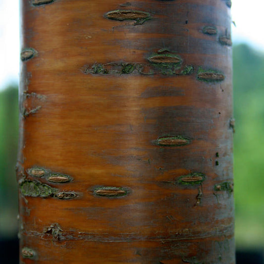 Prunus maackii 'Amber Beauty'