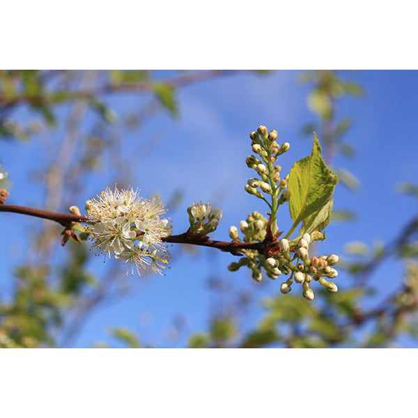Prunus maackii 'Amber Beauty'