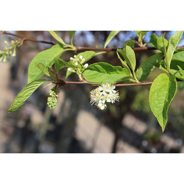 Prunus maackii 'Amber Beauty'