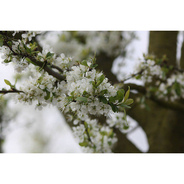 Prunus d. 'Mirabelle de Nancy'