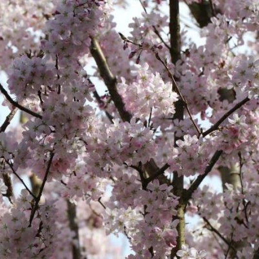 Prunus 'Pandora'