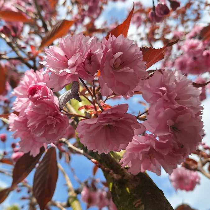 Prunus 'Royal Burgundy'