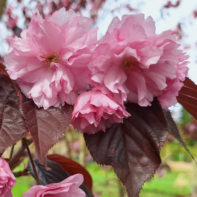 Prunus 'Royal Burgundy'