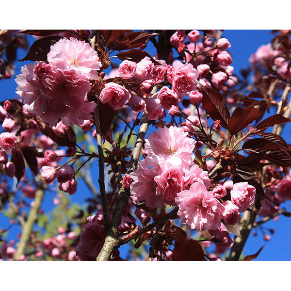 Prunus 'Royal Burgundy'