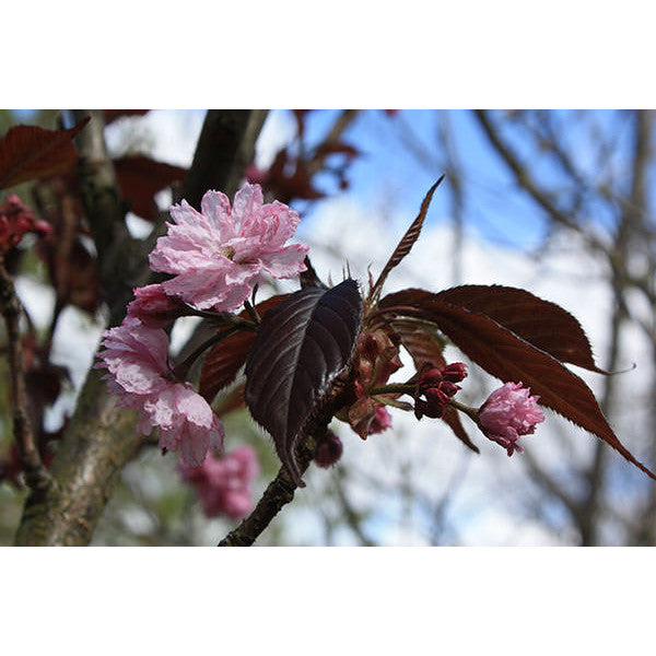 Prunus 'Royal Burgundy'