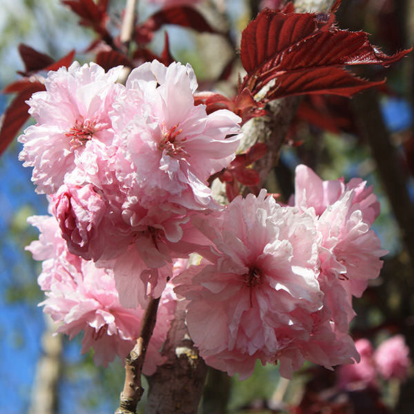 Prunus 'Royal Burgundy'