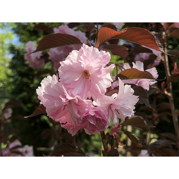 Prunus 'Royal Burgundy'