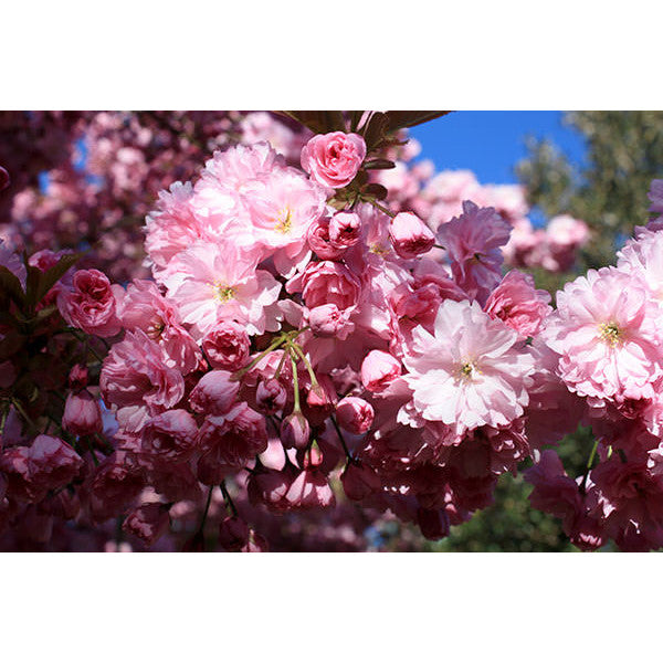 Prunus 'Royal Burgundy'