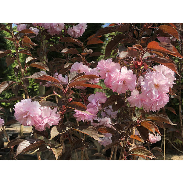 Prunus 'Royal Burgundy'