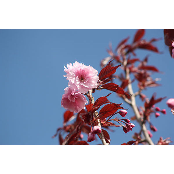 Prunus 'Royal Burgundy'