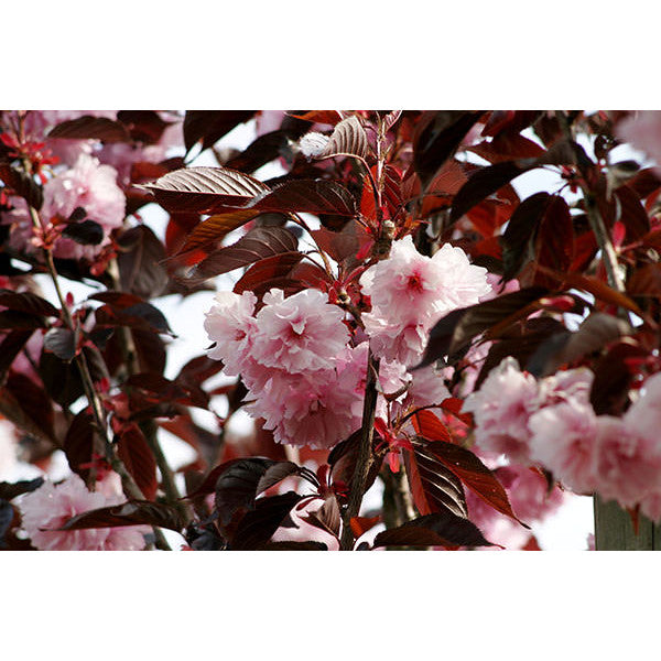 Prunus 'Royal Burgundy'