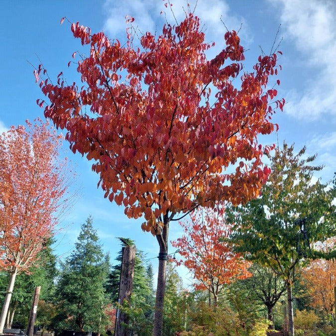 Prunus sargentii