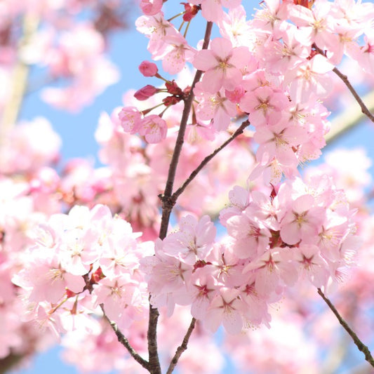 Prunus sargentii