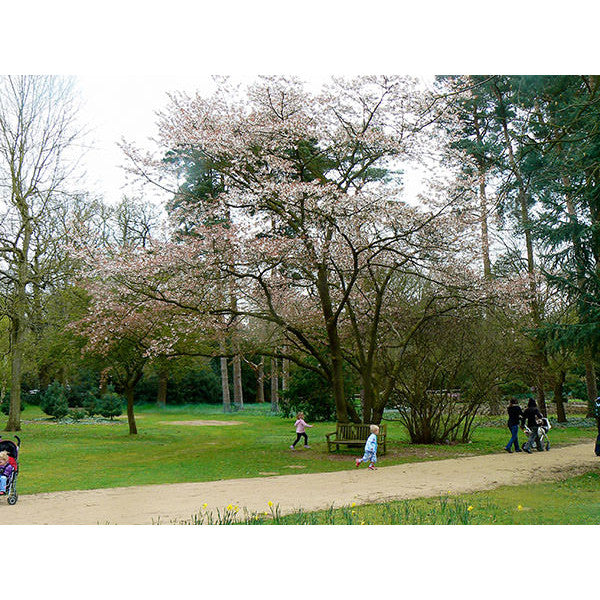 Prunus sargentii