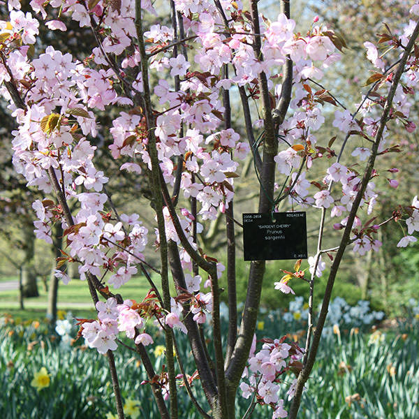 Prunus sargentii