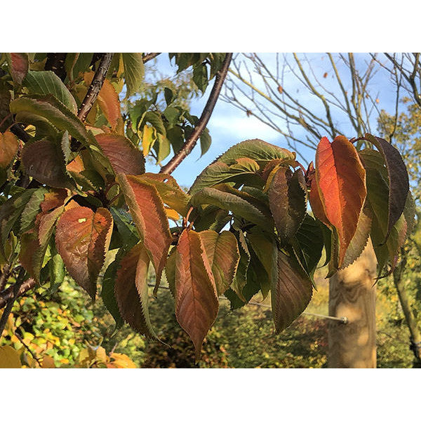 Prunus sargentii