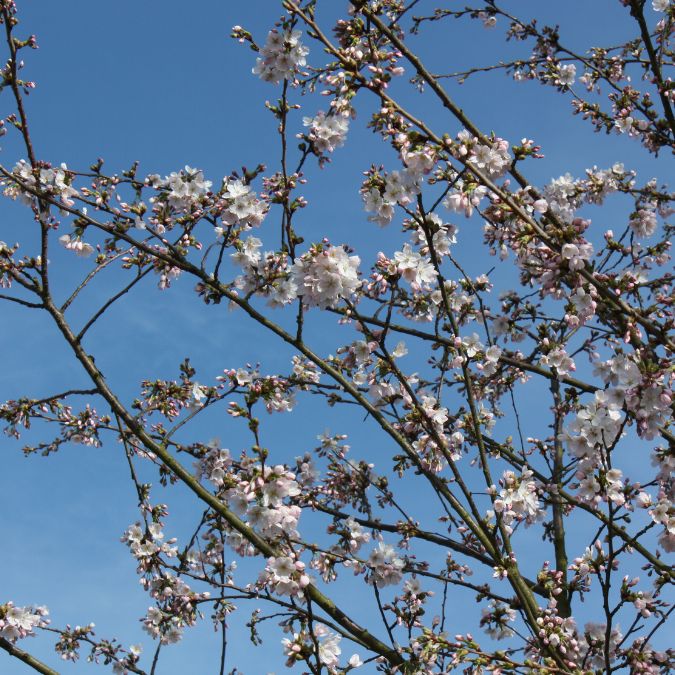 Prunus sargentii 'Charles Sargent'
