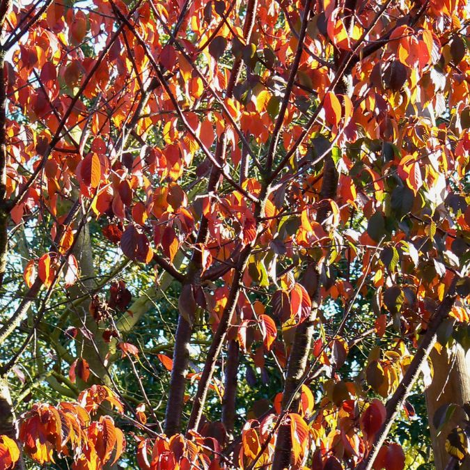Prunus sargentii 'Charles Sargent'