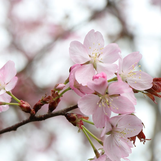 Prunus sargentii 'Charles Sargent'