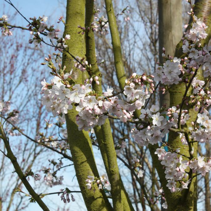Prunus sargentii 'Charles Sargent'