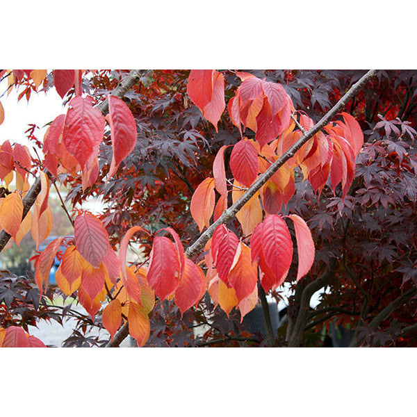 Prunus sargentii 'Rancho'