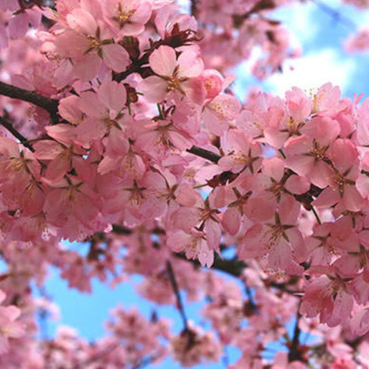 Prunus sargentii 'Rancho'