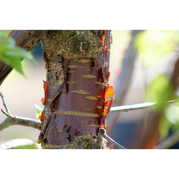 Prunus serrula