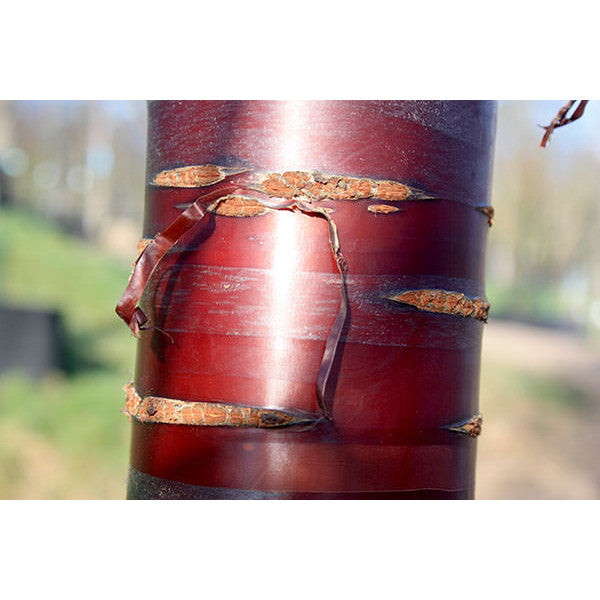 Prunus serrula