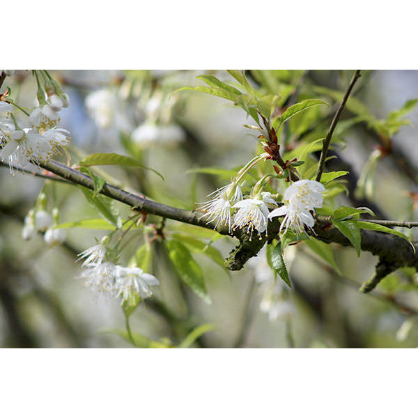 Prunus serrula
