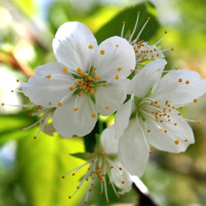 Prunus serrula