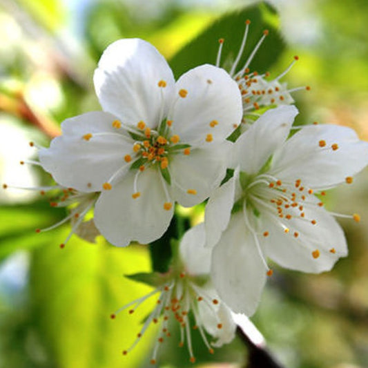 Prunus serrula