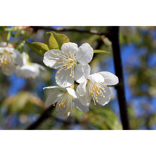 Prunus serrula