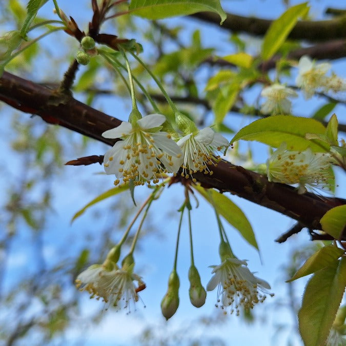 Prunus serrula
