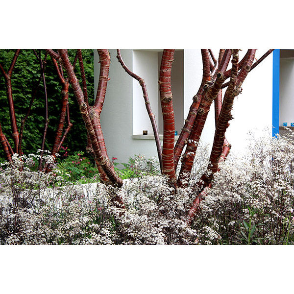 Prunus serrula
