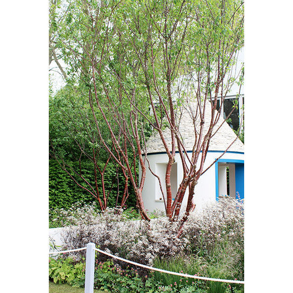 Prunus serrula