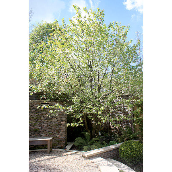 Prunus serrula