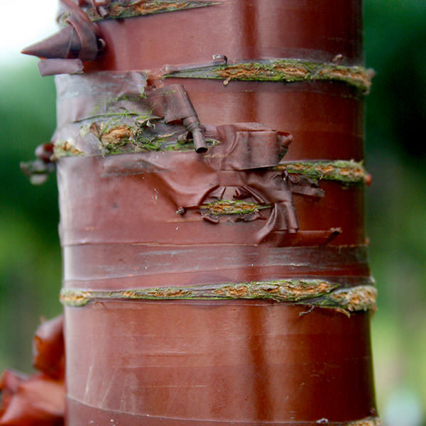 Prunus serrula