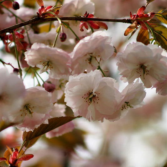 Prunus 'Shirofugen'