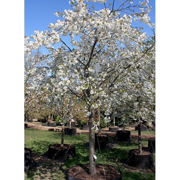 Prunus 'Shirofugen'