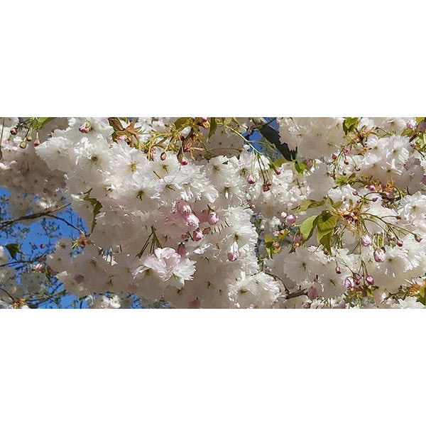 Prunus 'Shirofugen'