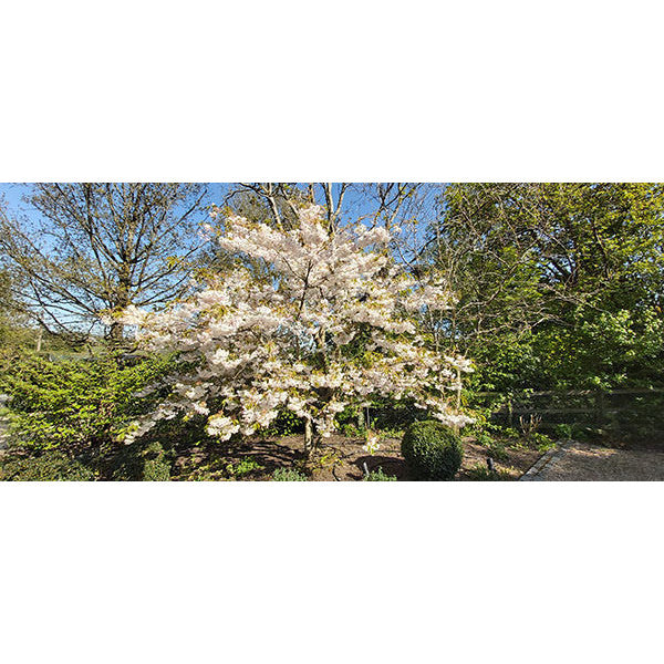 Prunus 'Shirofugen'