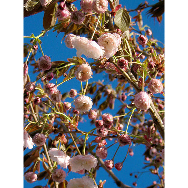 Prunus 'Shirofugen'