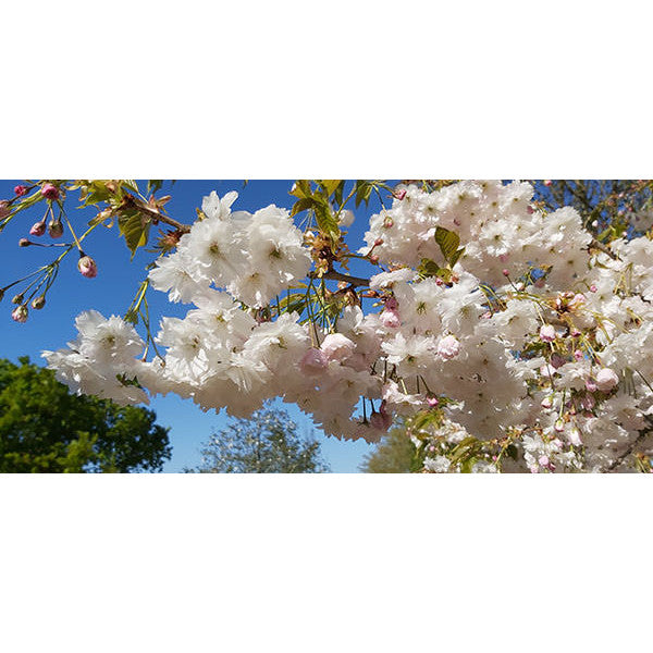 Prunus 'Shirofugen'